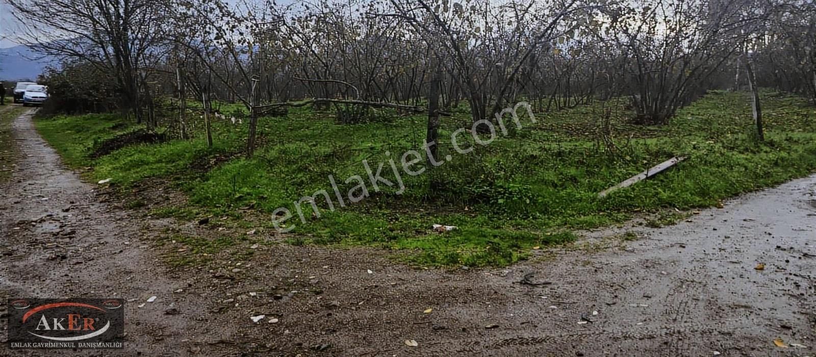 Müstakil İki Tapu Çifliklik Arazi Ful Fındık Düz Ve Yol Su Elekt - Görsel 8