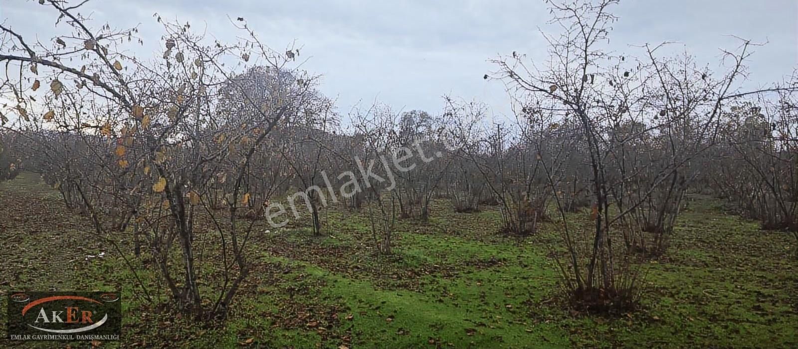 Müstakil İki Tapu Çifliklik Arazi Ful Fındık Düz Ve Yol Su Elekt - Görsel 4