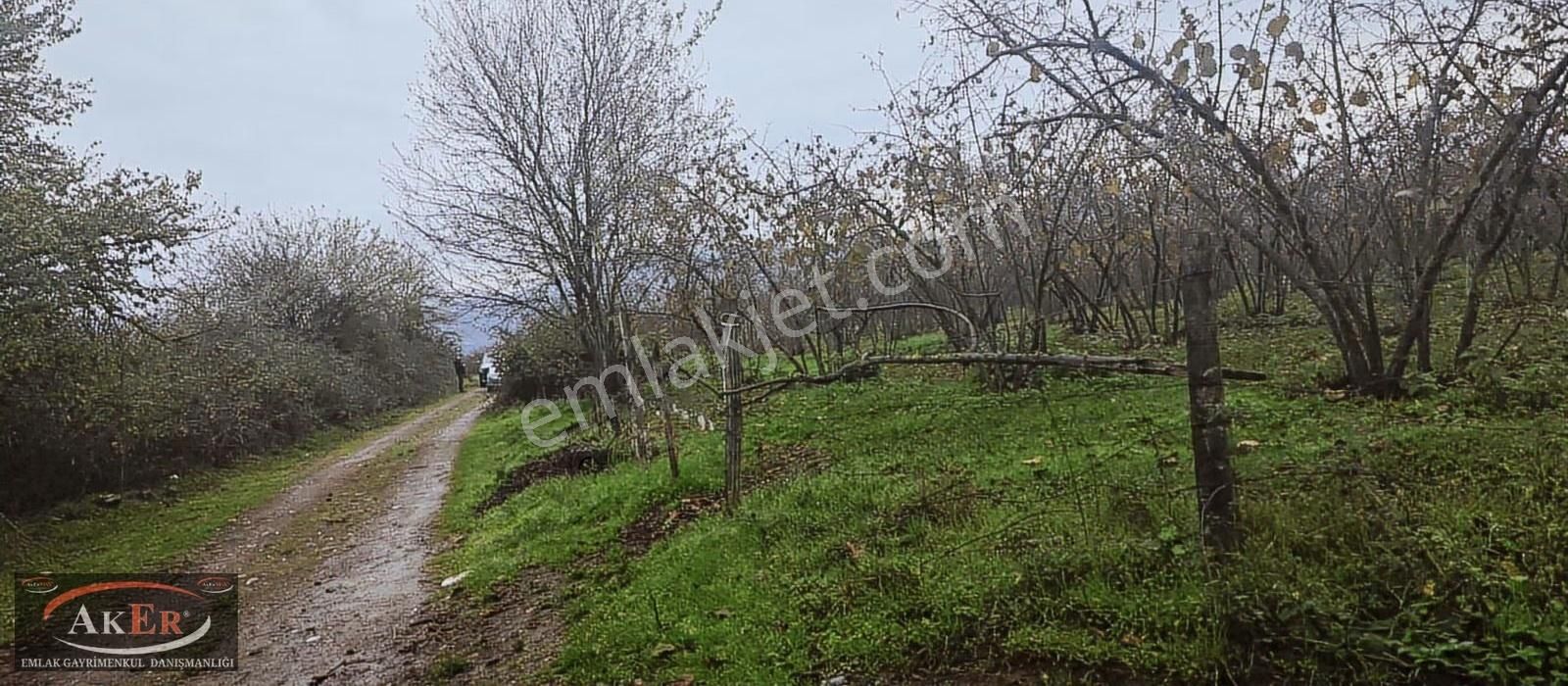 Müstakil İki Tapu Çifliklik Arazi Ful Fındık Düz Ve Yol Su Elekt - Görsel 26