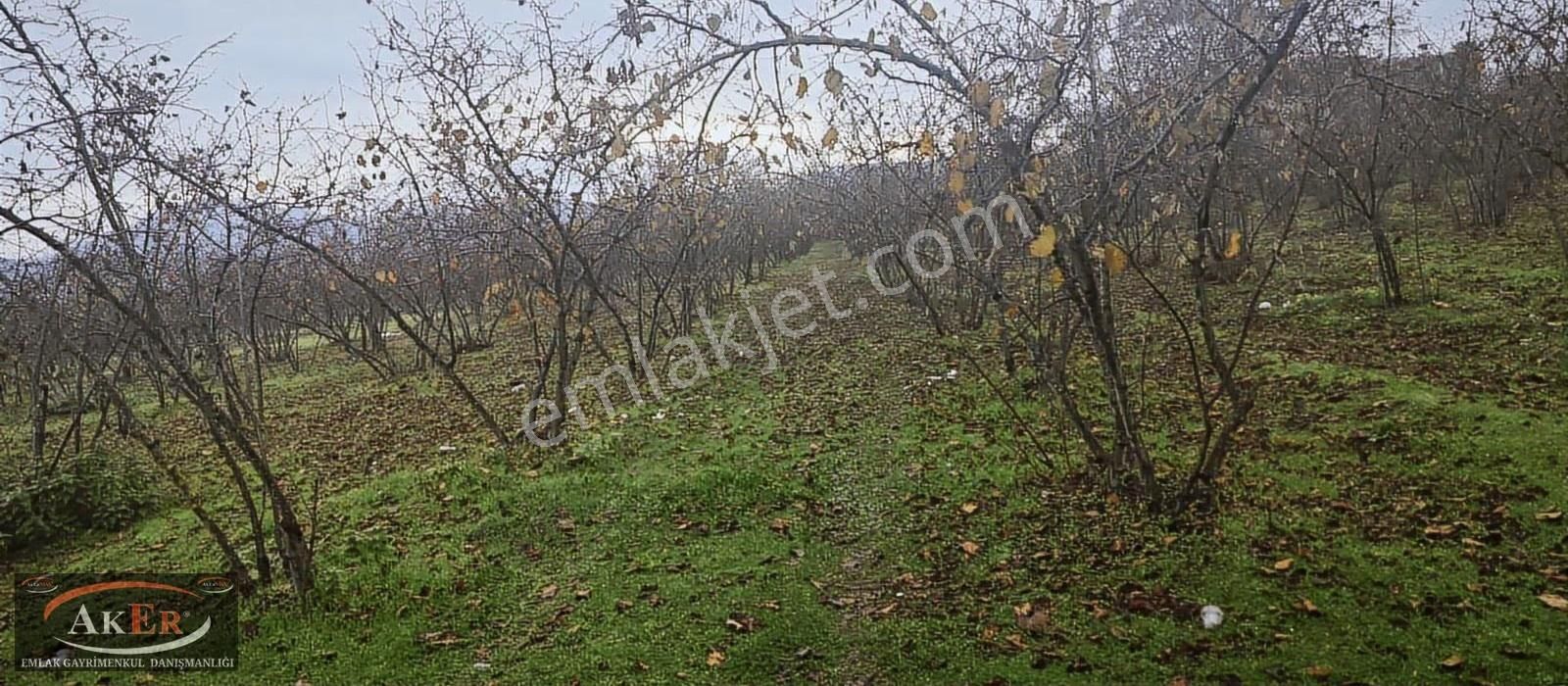 Müstakil İki Tapu Çifliklik Arazi Ful Fındık Düz Ve Yol Su Elekt - Görsel 9
