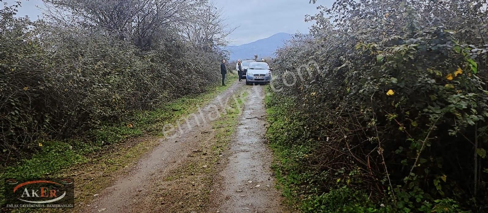 Müstakil İki Tapu Çifliklik Arazi Ful Fındık Düz Ve Yol Su Elekt - Görsel 11