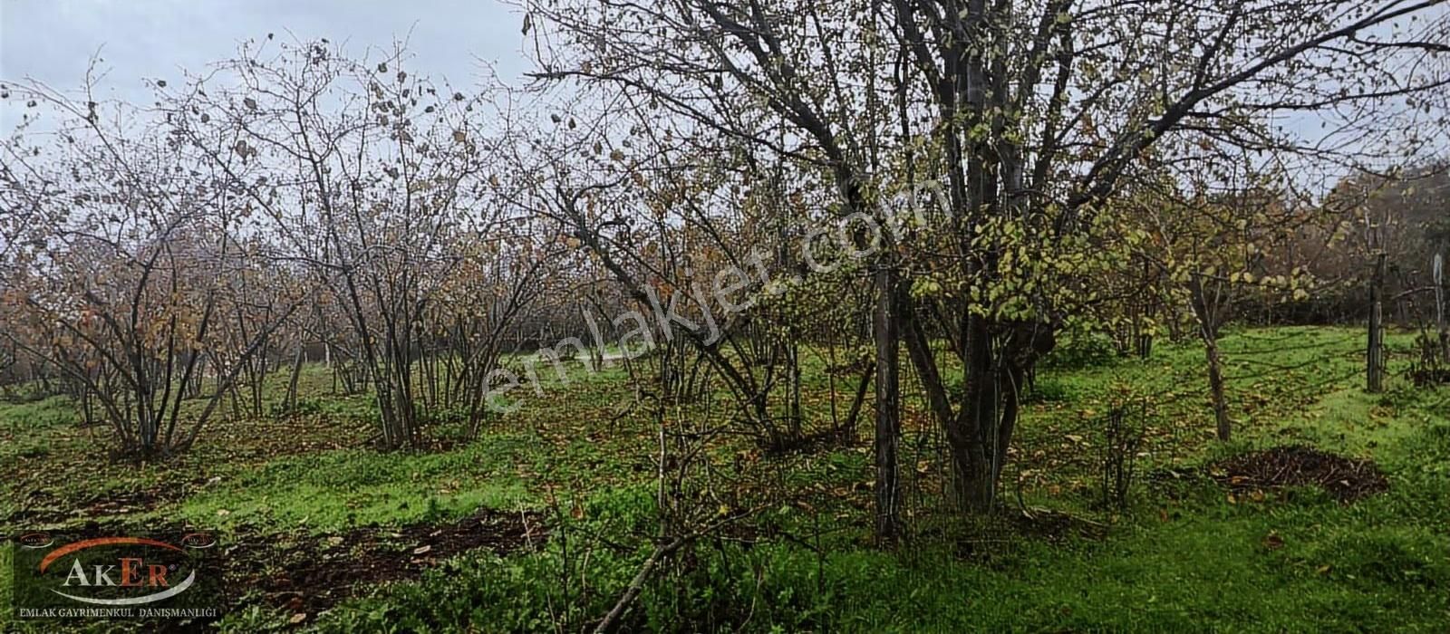 Müstakil İki Tapu Çifliklik Arazi Ful Fındık Düz Ve Yol Su Elekt - Görsel 18