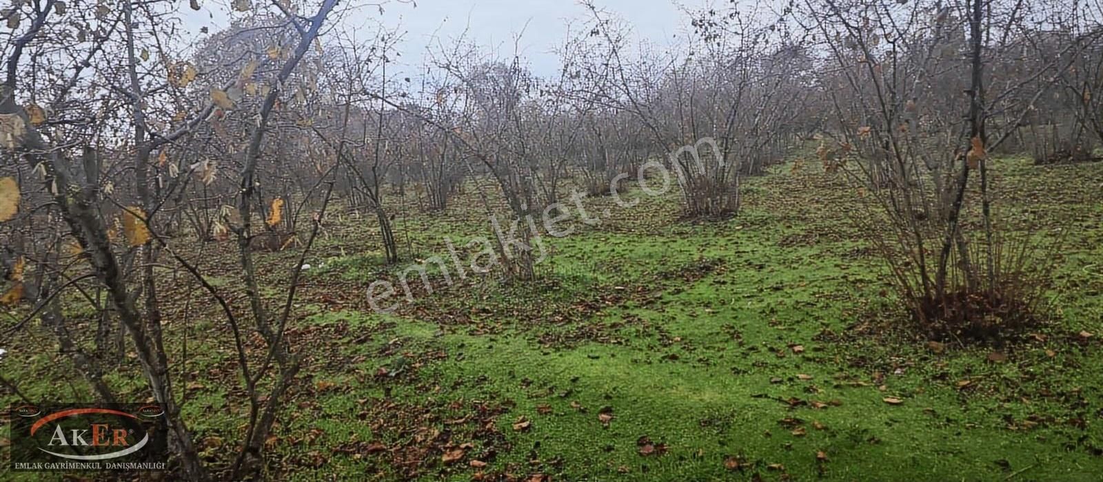 Müstakil İki Tapu Çifliklik Arazi Ful Fındık Düz Ve Yol Su Elekt - Görsel 13
