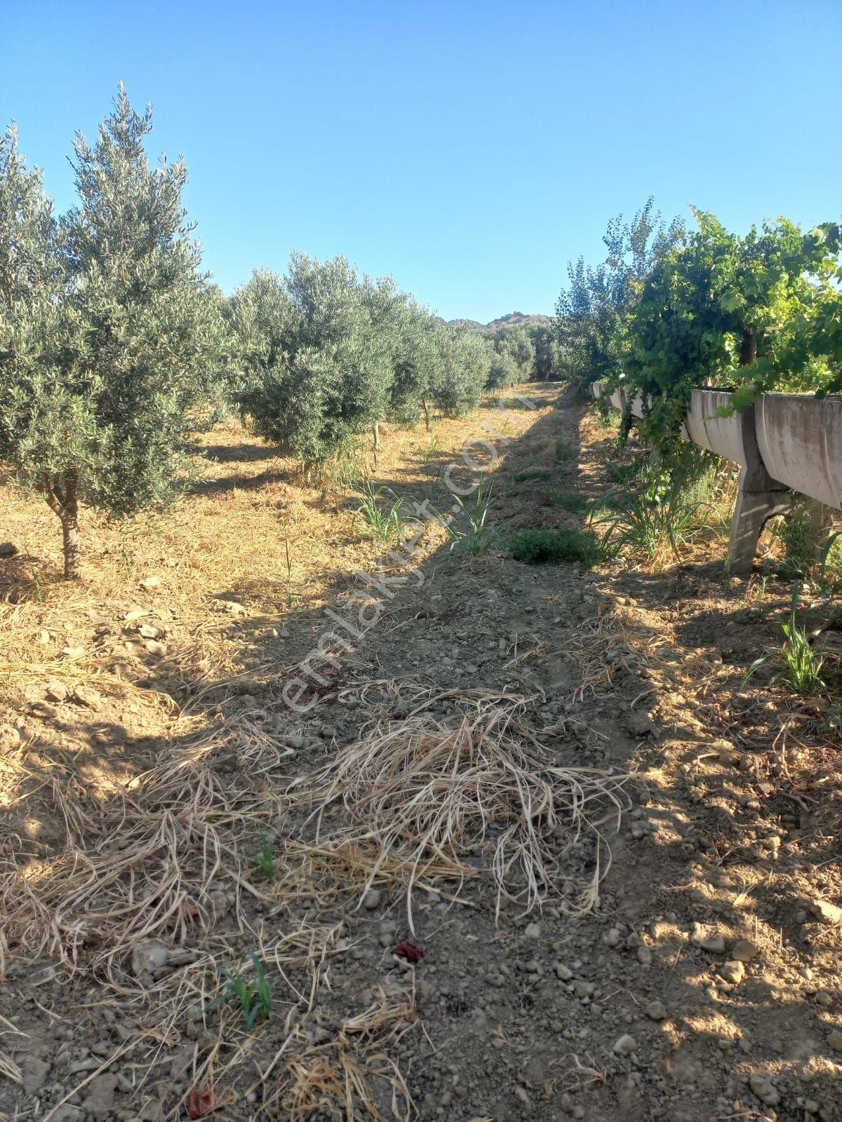 Aydın Germencik Üzümlü Mah. Kenarında Suyu Olan İçinde 70 Adet Zeytin Ağaçlı Satılık Bahçe - Görsel 2