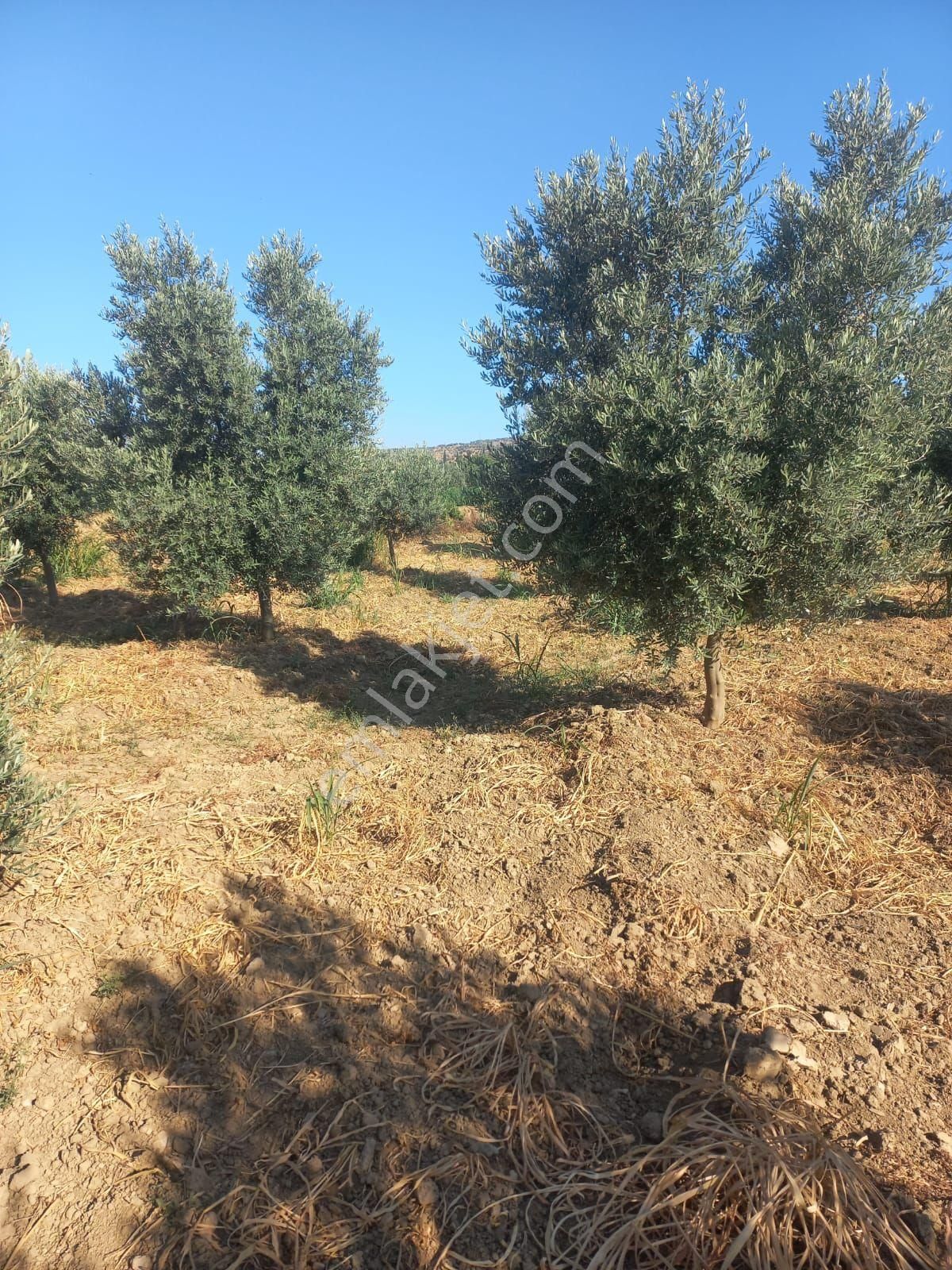 Aydın Germencik Üzümlü Mah. Kenarında Suyu Olan İçinde 70 Adet Zeytin Ağaçlı Satılık Bahçe - Görsel 4
