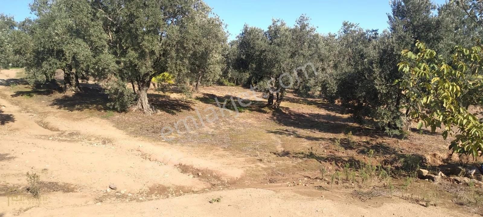 Pozitif Emlaktan Hamamlı'da Köşebaşı Yolu Açık Satılık Zeytinlik - Görsel 5