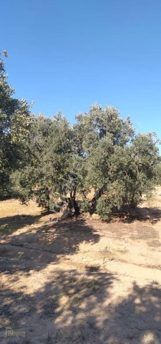 Pozitif Emlaktan Hamamlı'da Yolu Olan 7.000 M2 Satılık Zeytinlik - Görsel 4