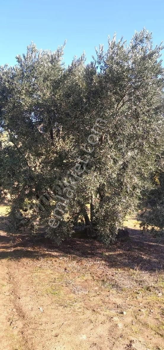 Pozitif Emlaktan Hamamlı'da Yolu Olan 7.000 M2 Satılık Zeytinlik - Görsel 7