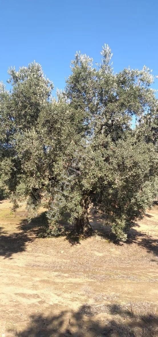 Pozitif Emlaktan Hamamlı'da Yolu Olan 7.000 M2 Satılık Zeytinlik - Görsel 13