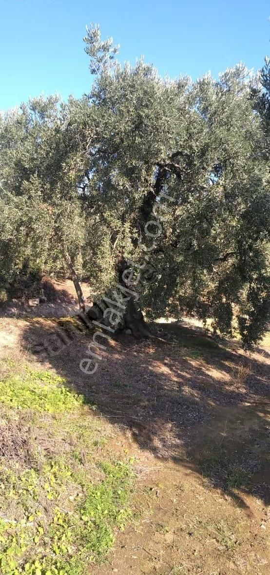 Pozitif Emlaktan Hamamlı'da Yolu Olan 7.000 M2 Satılık Zeytinlik - Görsel 11
