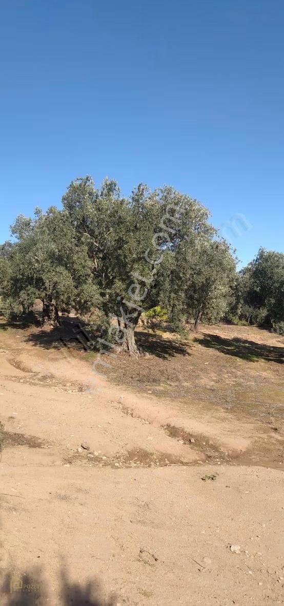 Pozitif Emlaktan Hamamlı'da Yolu Olan 7.000 M2 Satılık Zeytinlik - Görsel 6