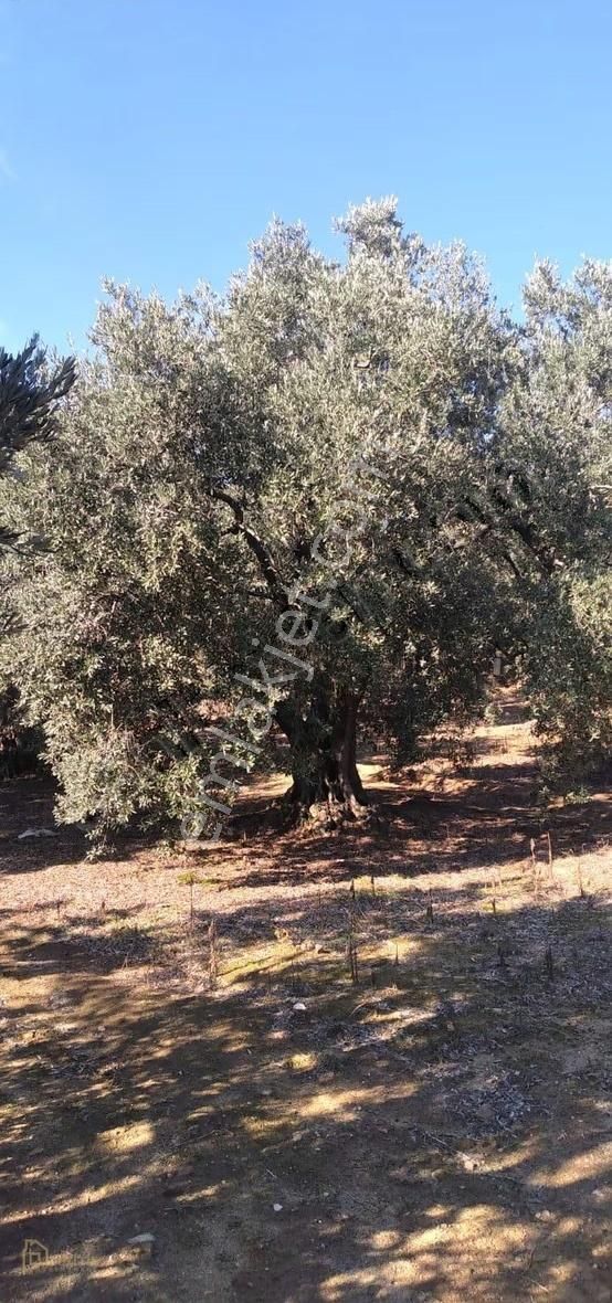 Pozitif Emlaktan Hamamlı'da Yolu Olan 7.000 M2 Satılık Zeytinlik - Görsel 10