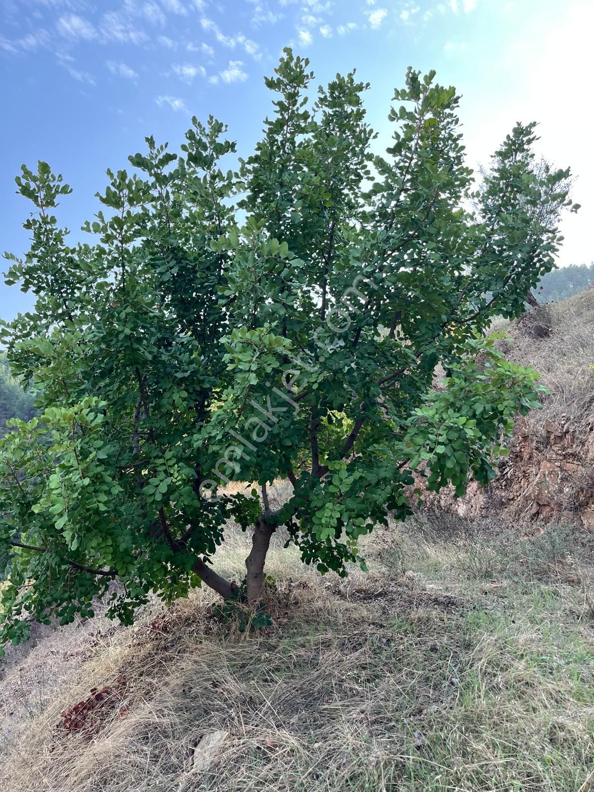 Gazipaşa Sessiz Cennet Bölgesinde, Doğa İle İç İçe Satılık ! - Görsel 3