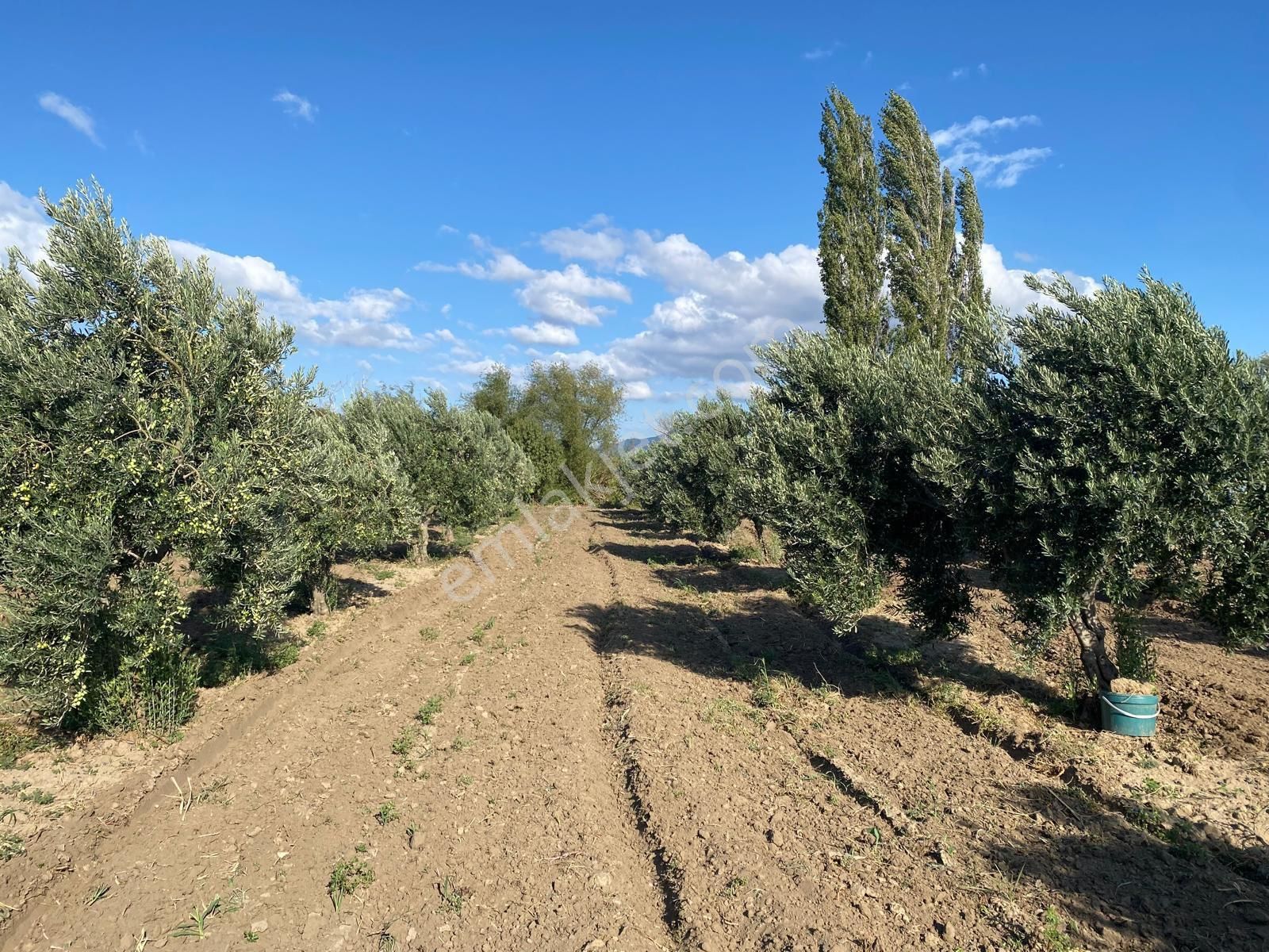 Bergama Bozköy Mahallesi Satılık Zeytinlik - Görsel 5