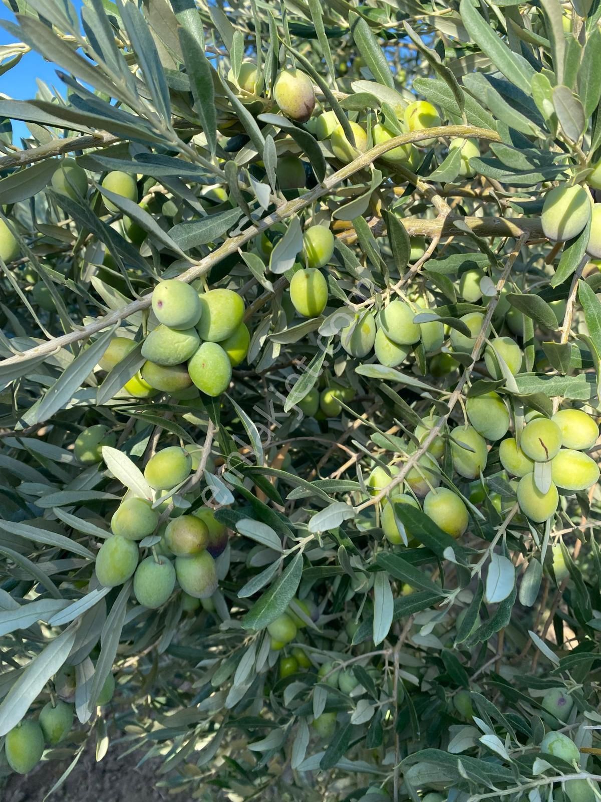 Bergama Bozköy Mahallesi Satılık Zeytinlik - Görsel 2