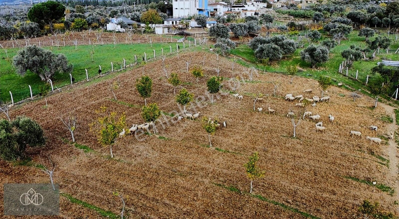 İzmir Torbalı Karakızlar Mahallesinde Satılık Tek Tapu Çiftlik! - Görsel 35
