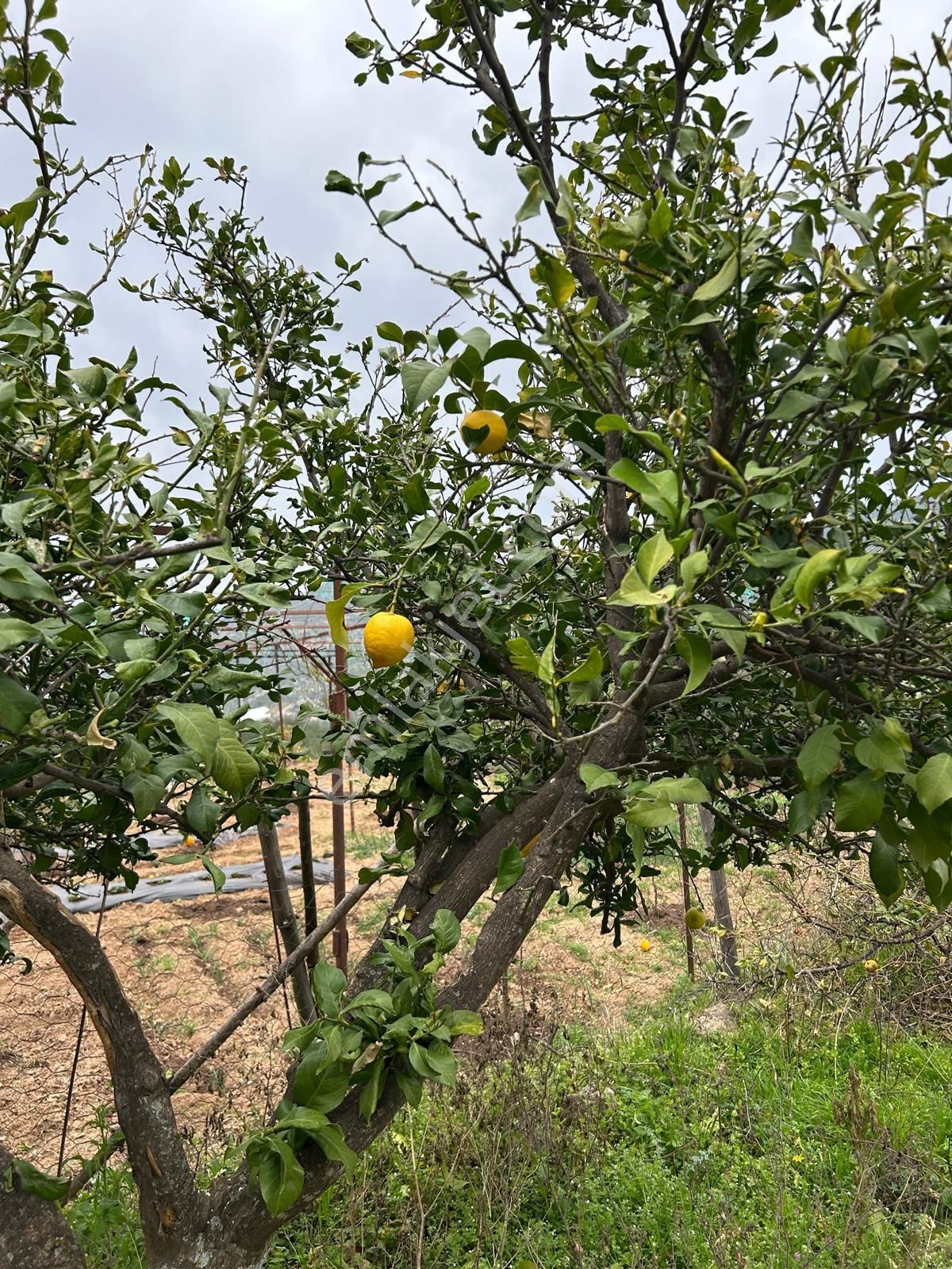 Alanya/türktaş’da Acil Satılık Müstakil Bahçeli 835m2 Villa - Görsel 26