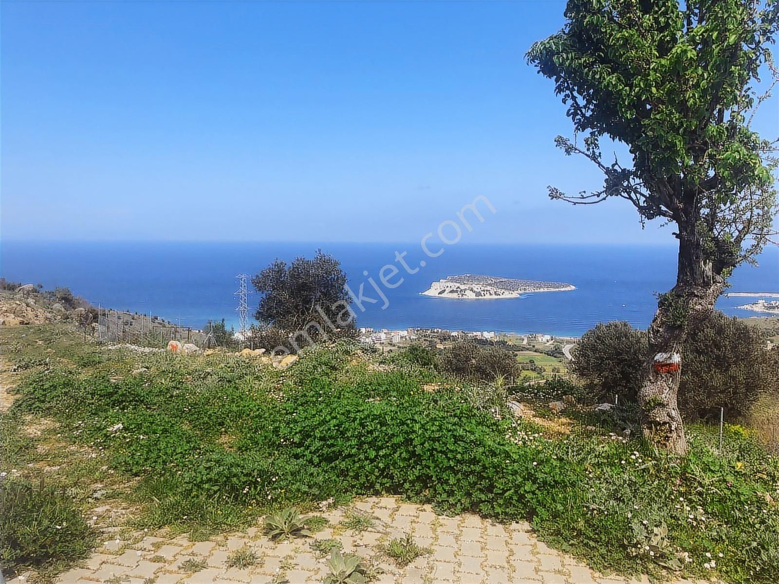 Karaburun Merkez Mah. Deniz Manzaralı Zeytin Ağaçlı Arazi - Görsel 9