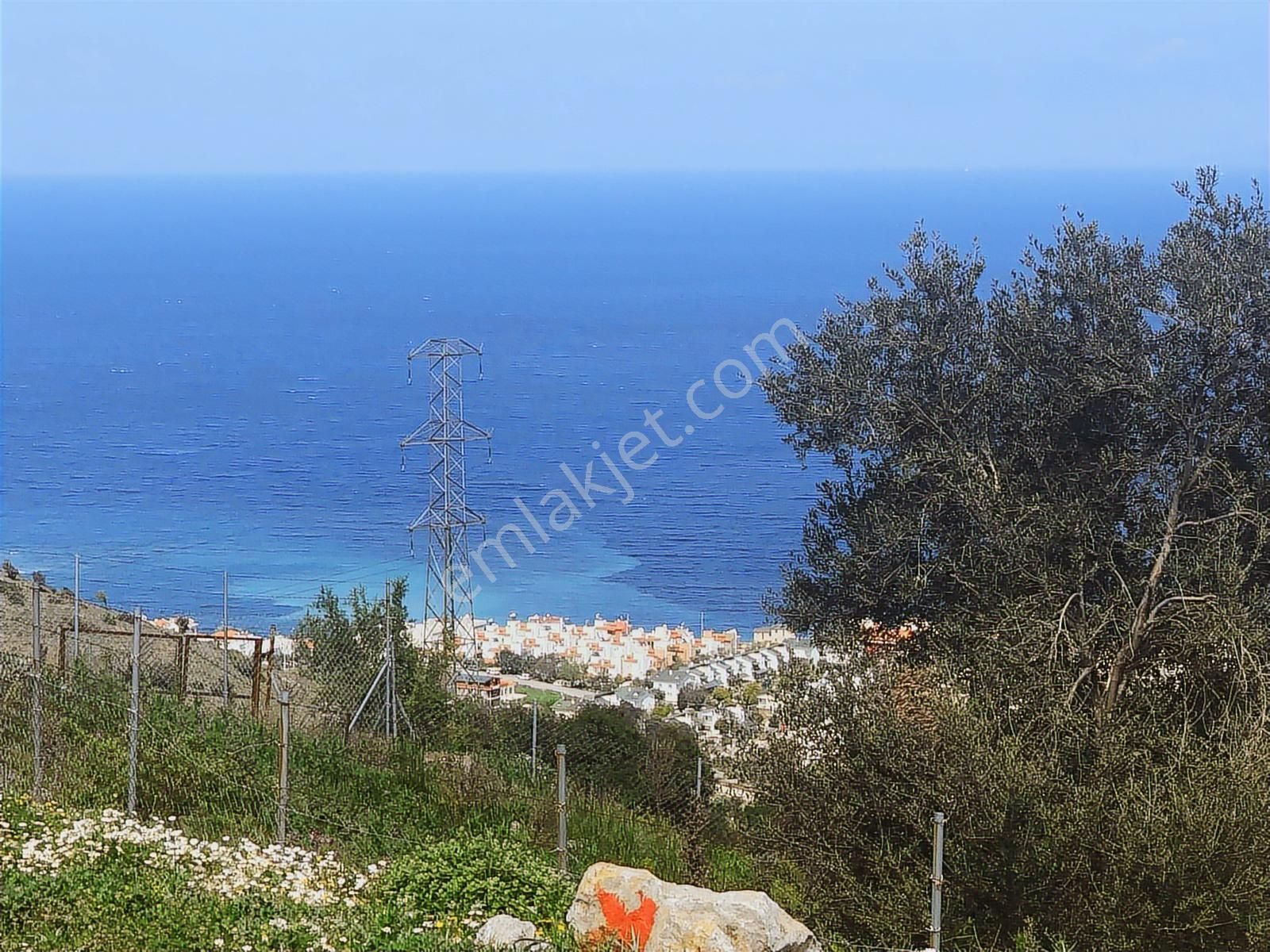 Karaburun Merkez Mah. Deniz Manzaralı Zeytin Ağaçlı Arazi - Görsel 11