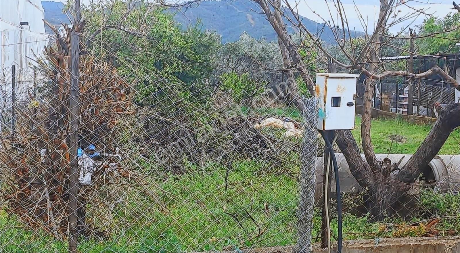 Karaçulha' Da Müstakil 585 M2 Tarla Acil Satılık - Görsel 2