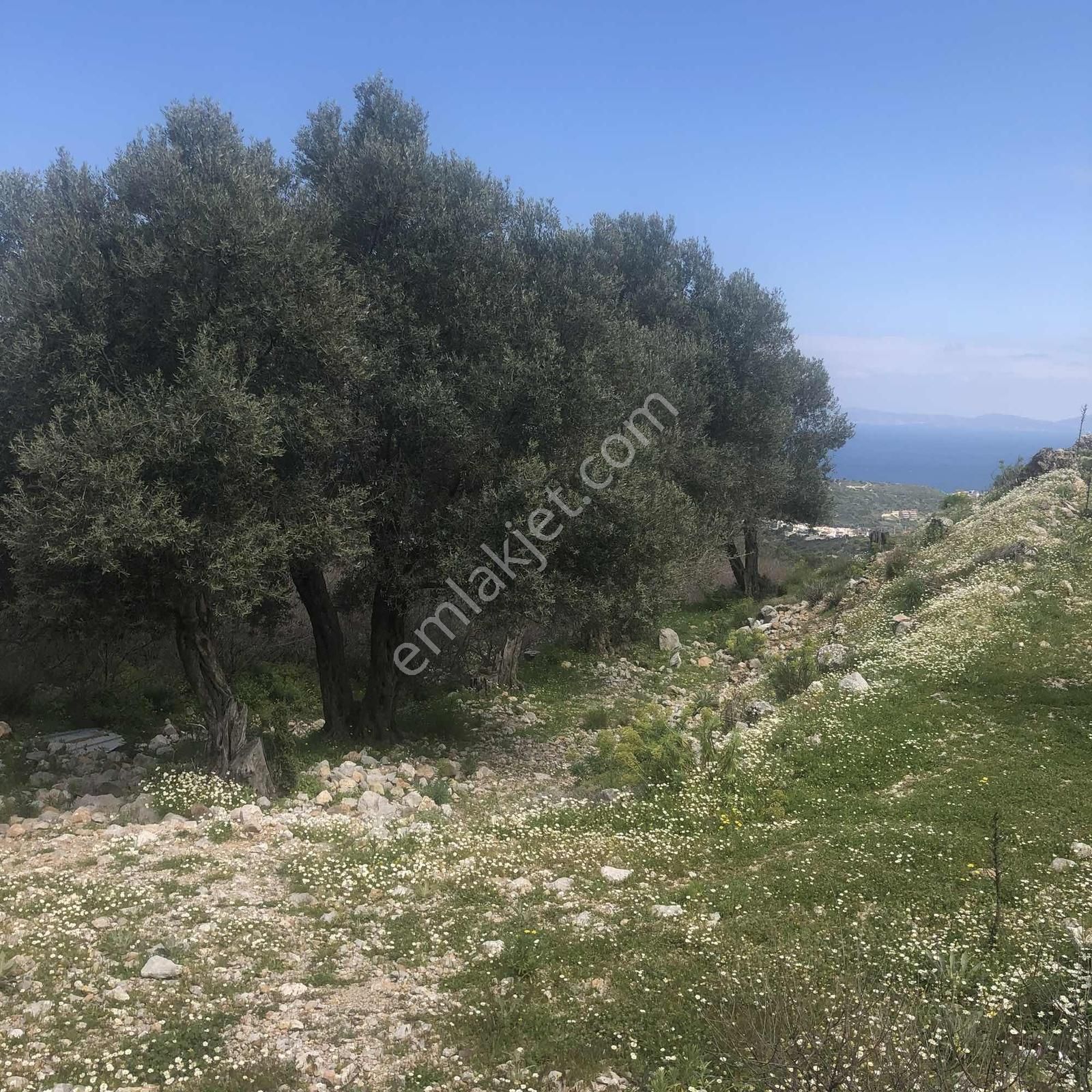 Karaburun Merkez Mah. Musacık Mevkii Deniz Manzaralı Tarla - Görsel 10