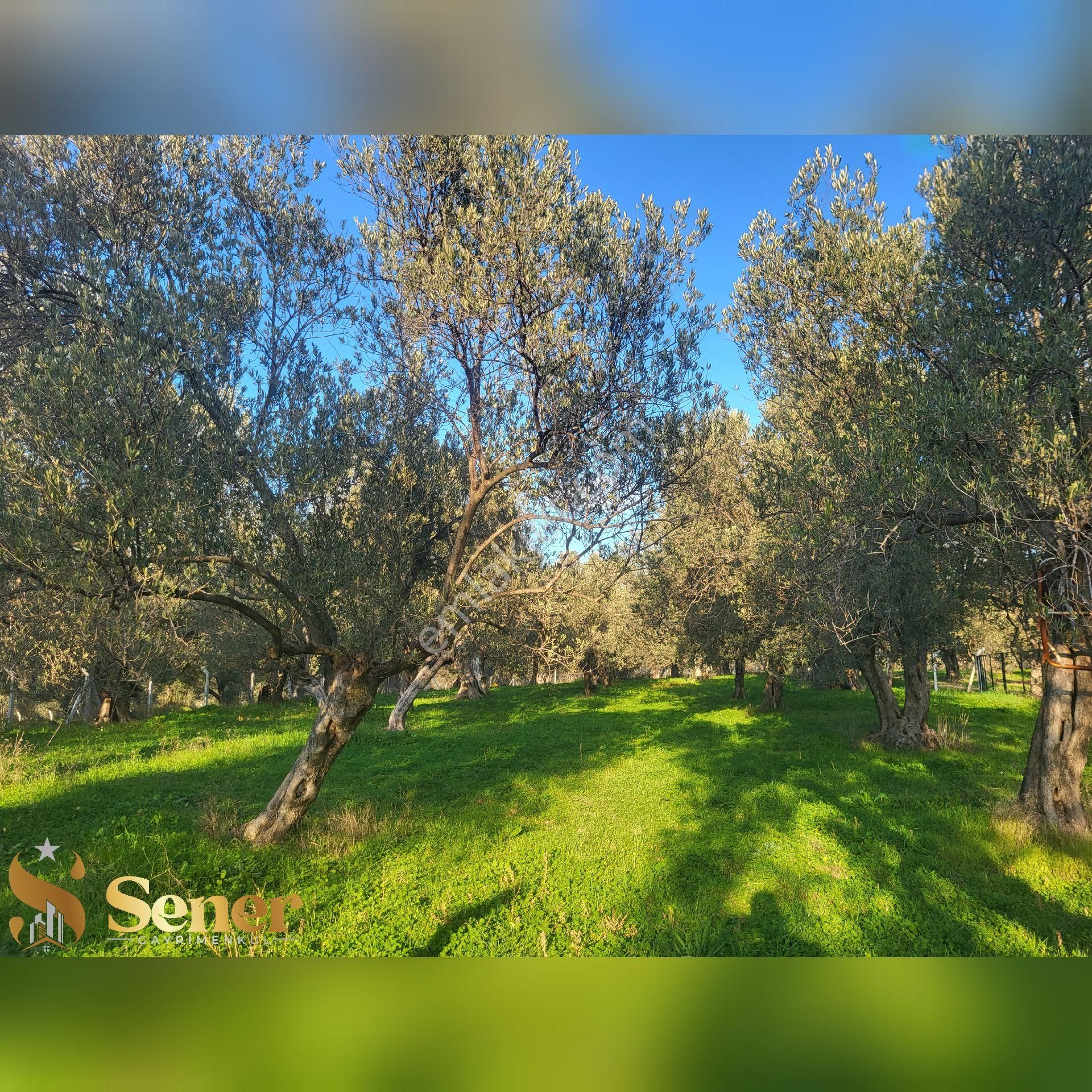 Şener Gayrimenkul'den Satılık Havran Hamambaşında 1.700 M2 Zeytin Bahçesi - Görsel 8