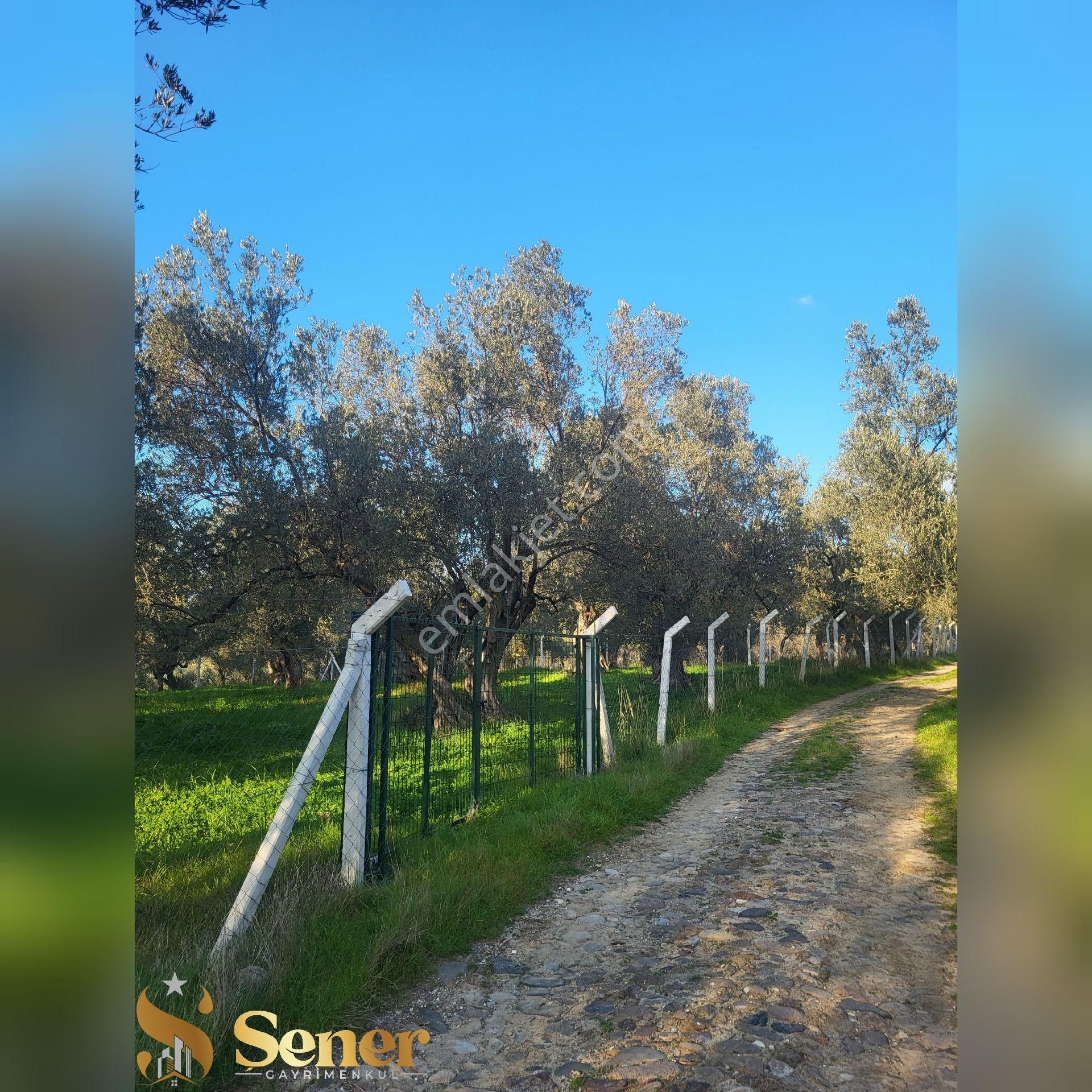 Şener Gayrimenkul'den Satılık Havran Hamambaşında 1.700 M2 Zeytin Bahçesi - Görsel 4
