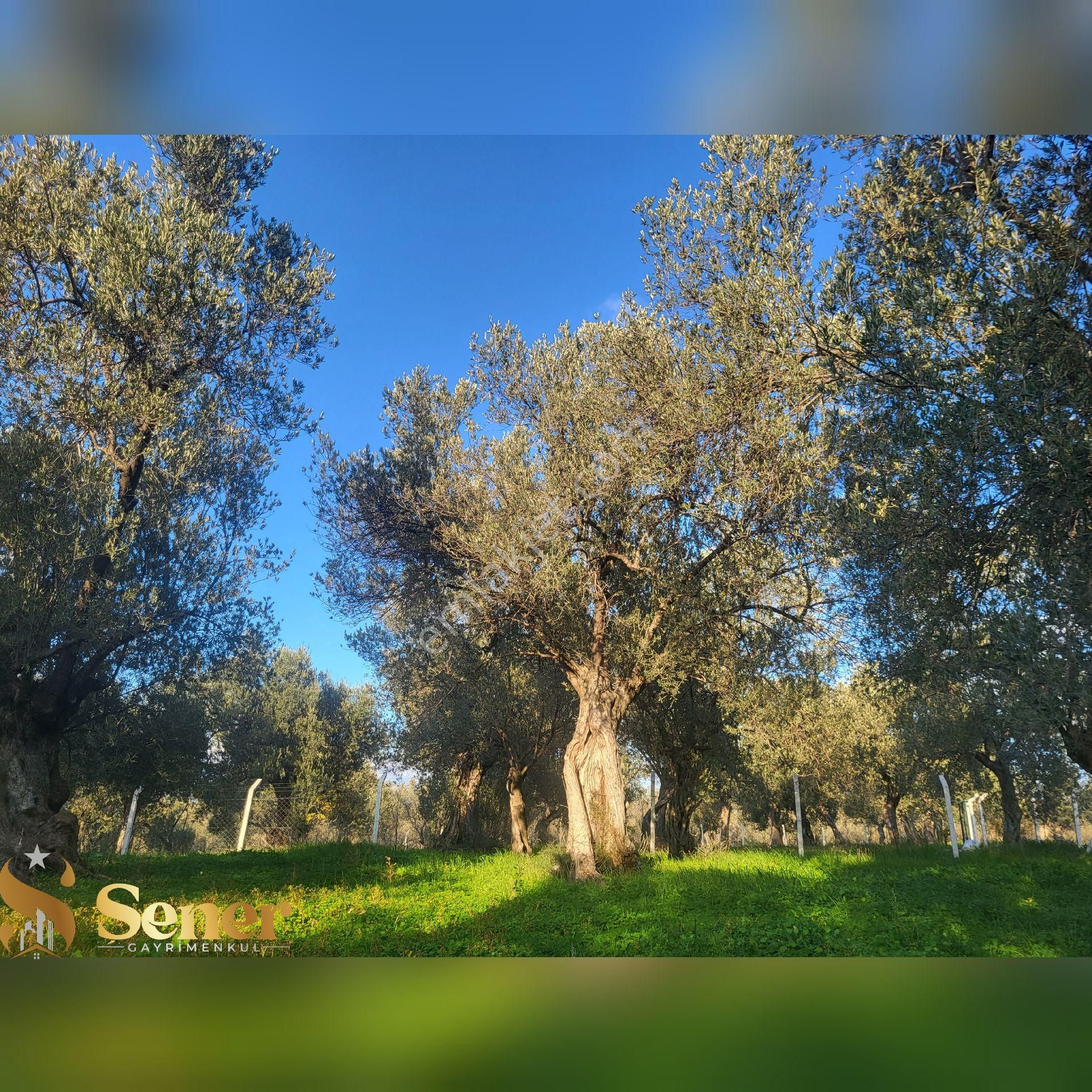Şener Gayrimenkul'den Satılık Havran Hamambaşında 1.700 M2 Zeytin Bahçesi - Görsel 9