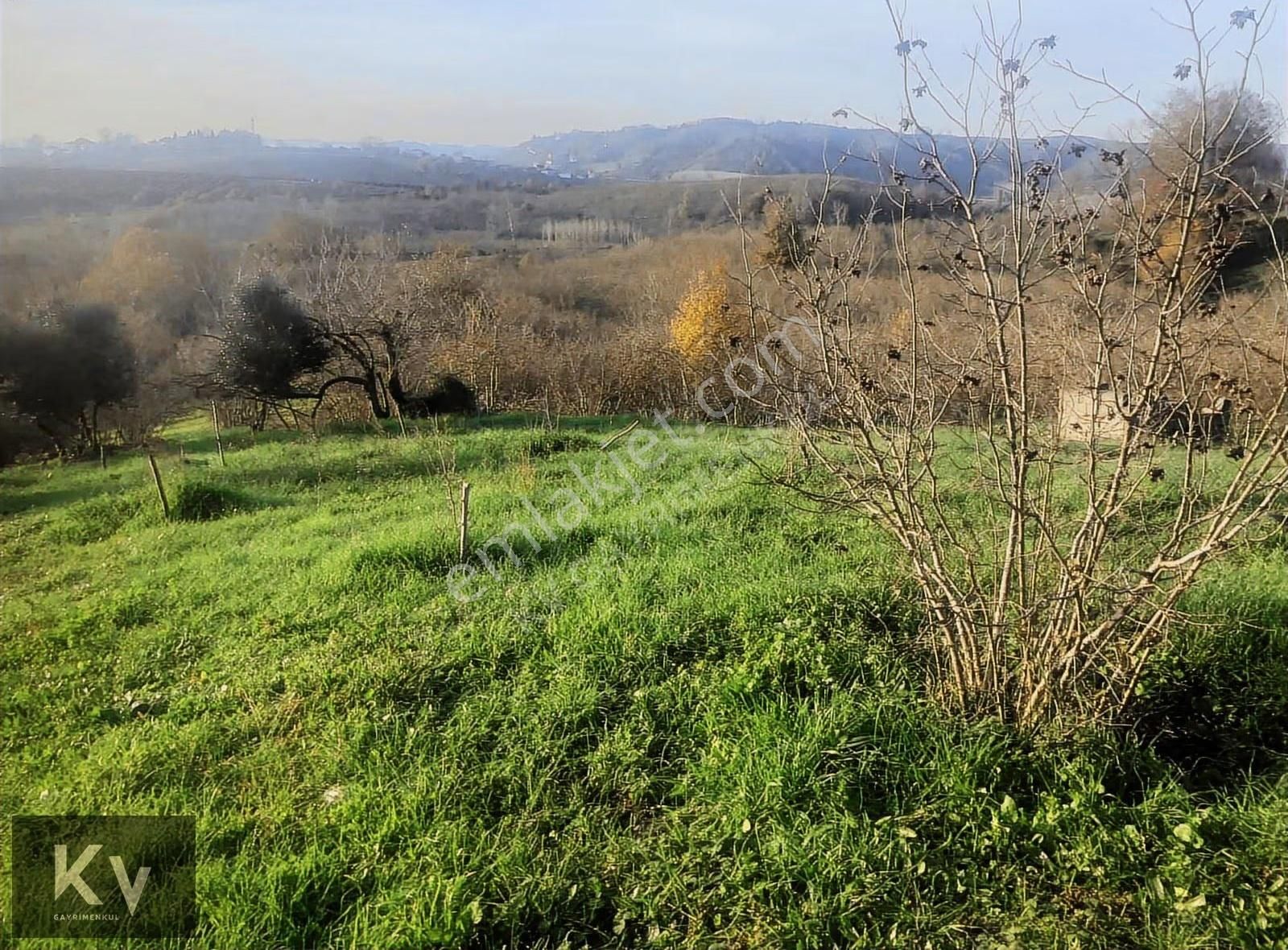 Kv Gayrimenkul'den Karasu Darıçayırı'nda Satılık Fındık Bahçesi - Görsel 2