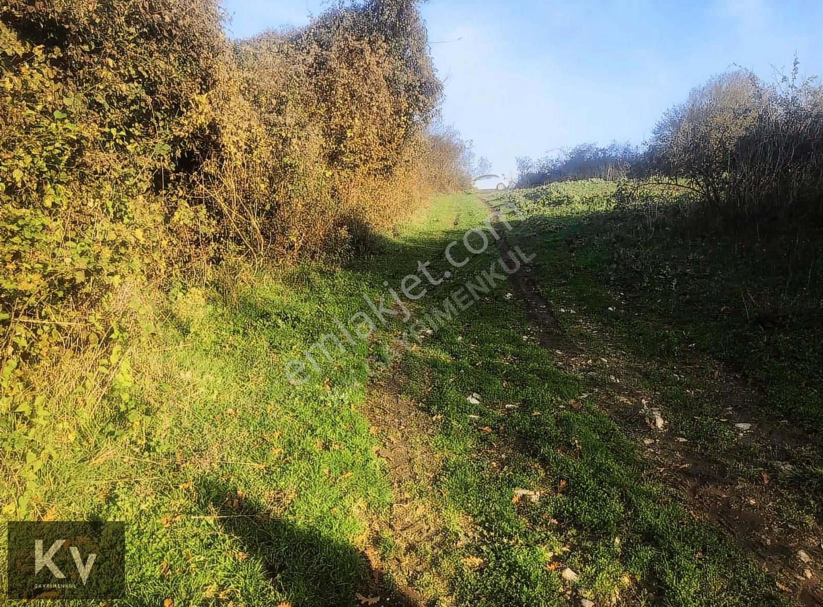 Kv Gayrimenkul'den Karasu Darıçayırı'nda Satılık Fındık Bahçesi - Görsel 3