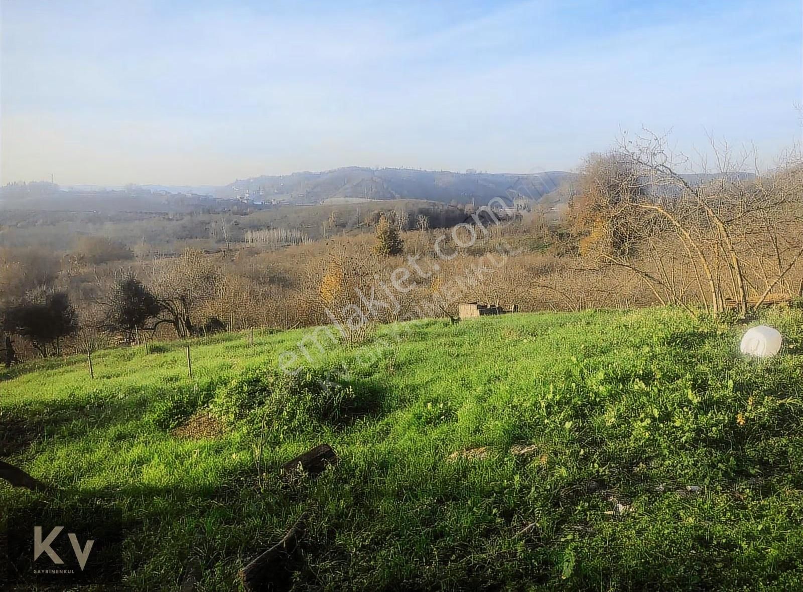 Kv Gayrimenkul'den Karasu Darıçayırı'nda Satılık Fındık Bahçesi - Görsel 4