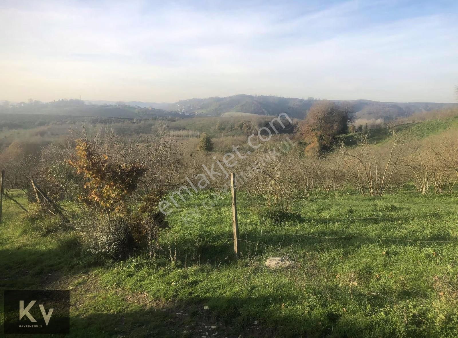 Kv Gayrimenkul'den Karasu Darıçayırı'nda Satılık Fındık Bahçesi