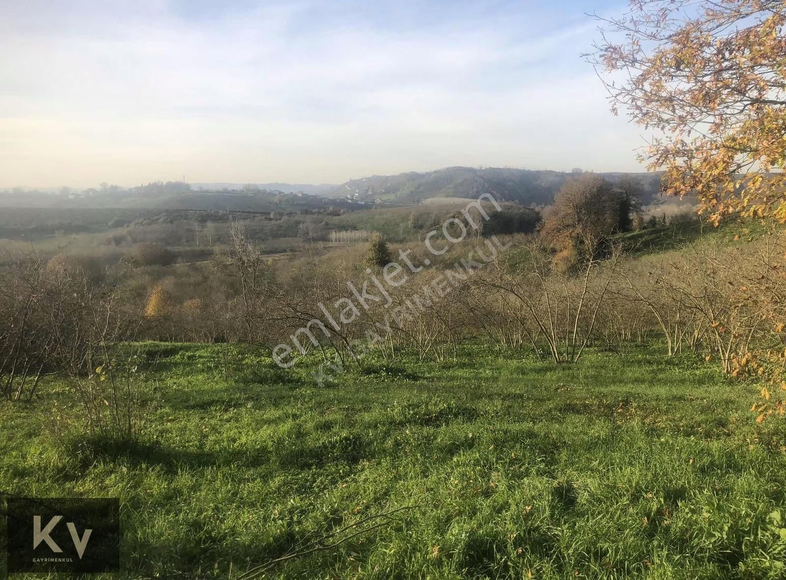 Kv Gayrimenkul'den Karasu Darıçayırı'nda Satılık Fındık Bahçesi - Görsel 5