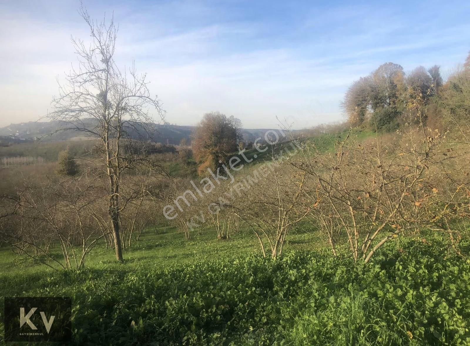 Kv Gayrimenkul'den Karasu Darıçayırı'nda Satılık Fındık Bahçesi - Görsel 7