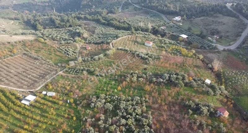 Allahdiyen Mahallesinde 5000 M2 Satılık Meyve Bahçesi - Görsel 11