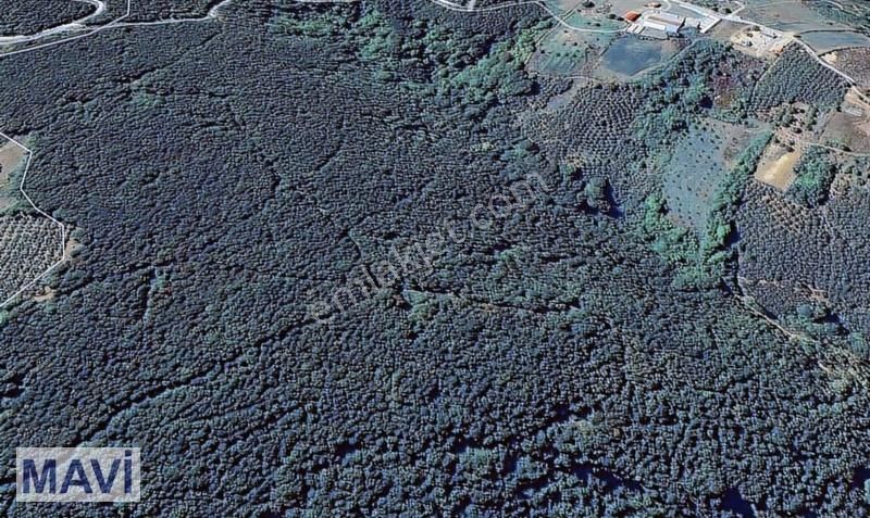 Remax Mavi'den Meşelide Tek Parsel 9.805 M² Arazi - Görsel 6