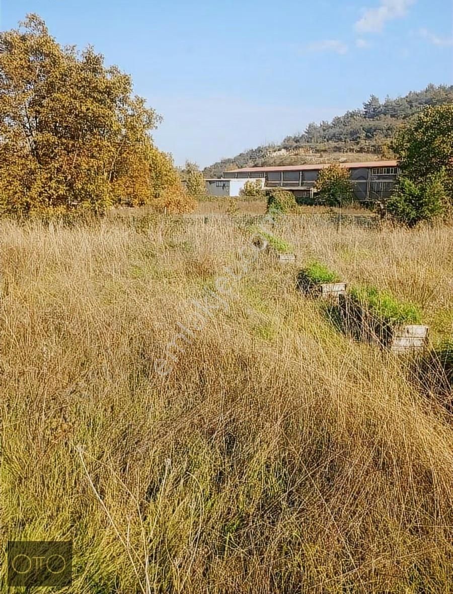 Doğaharikası Derekızık Köyünde Kısa Süreliğine Fiyat Düşmüştür - Görsel 5