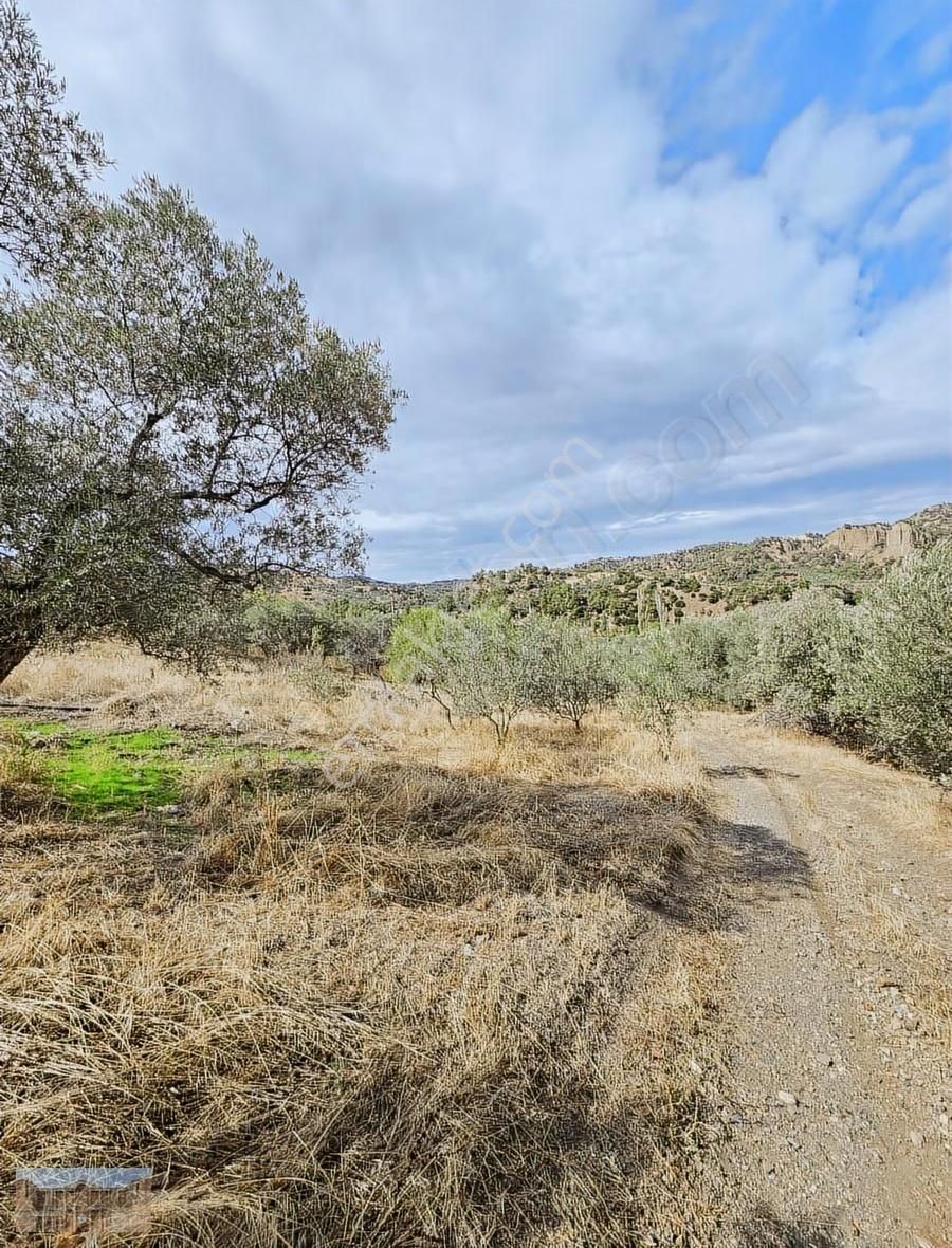 Satılık Başlıoğlunda 652 M2 Yolüstünde Çok Amaçlı Zeytinlik - Görsel 12