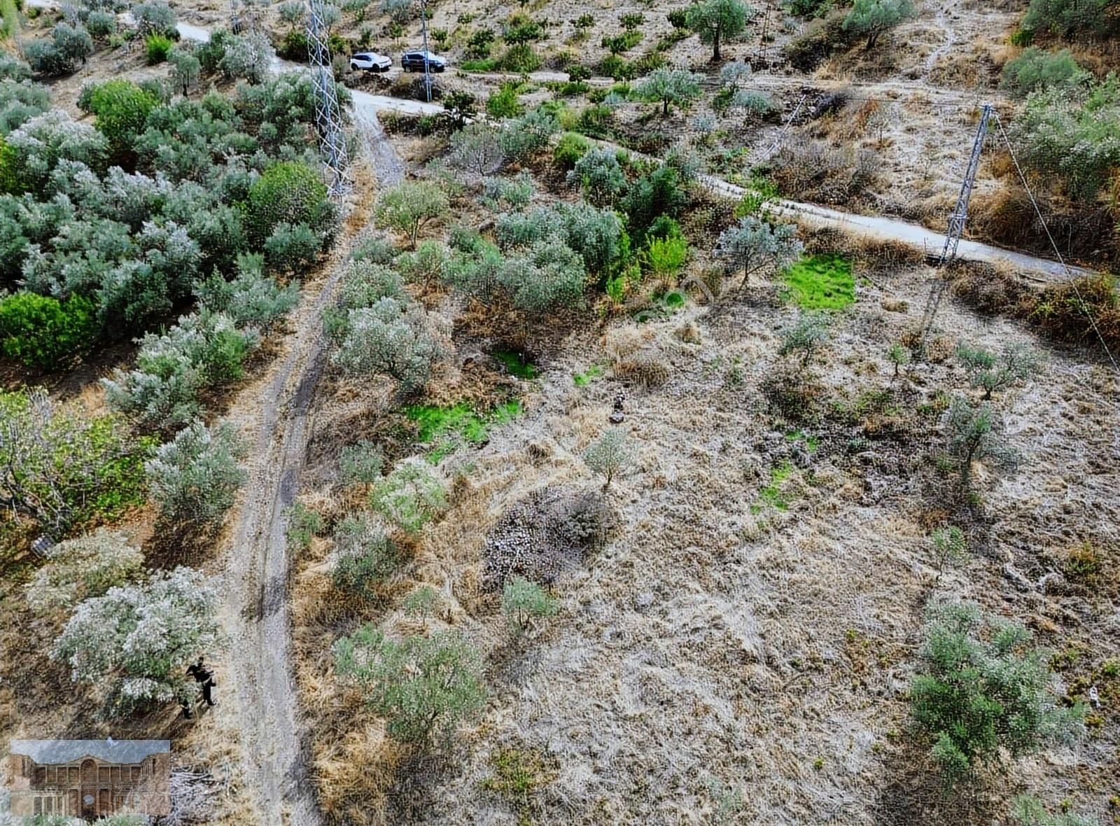 Satılık Başlıoğlunda 652 M2 Yolüstünde Çok Amaçlı Zeytinlik - Görsel 5
