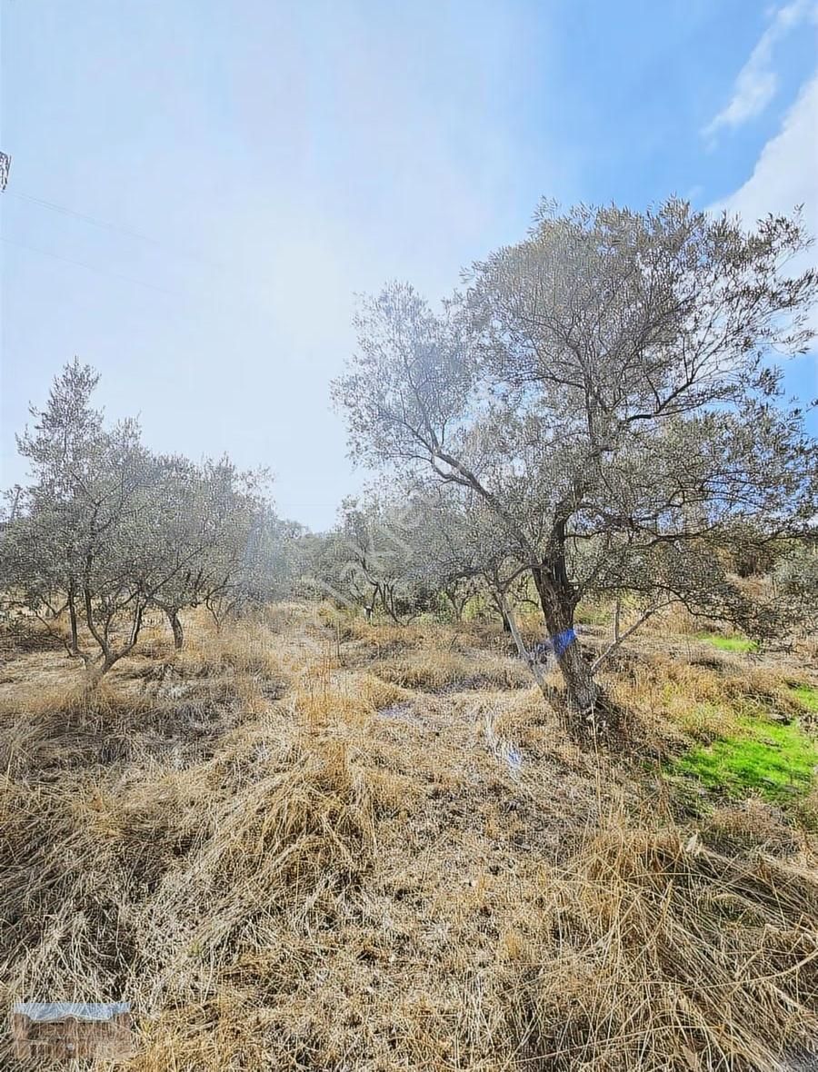 Satılık Başlıoğlunda 652 M2 Yolüstünde Çok Amaçlı Zeytinlik - Görsel 7