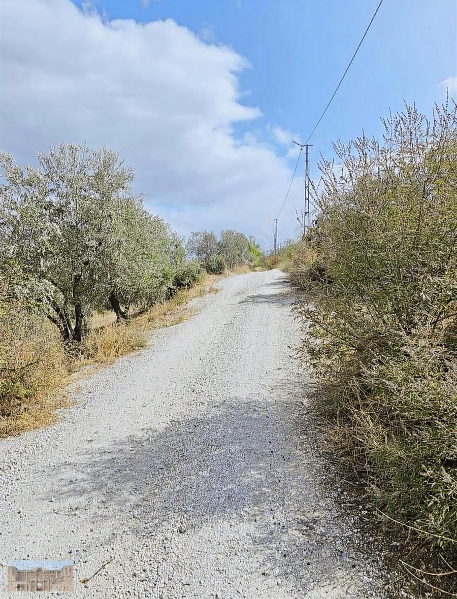 Satılık Başlıoğlunda 652 M2 Yolüstünde Çok Amaçlı Zeytinlik - Görsel 13
