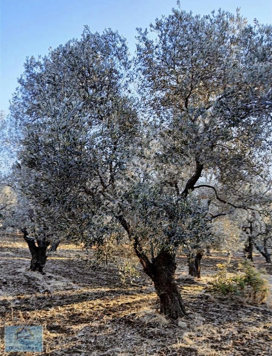 Satılık Bakımlı Zeytinlik - Görsel 5