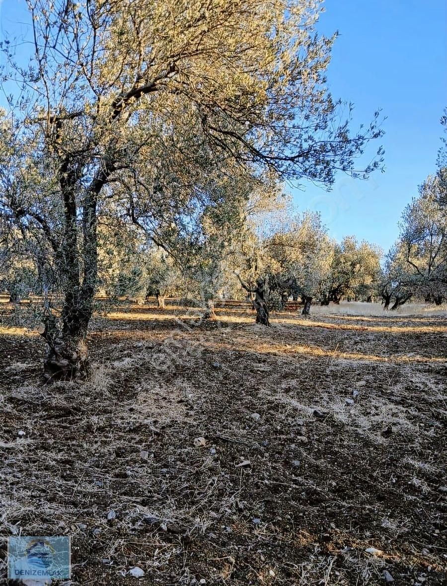 Satılık Bakımlı Zeytinlik - Görsel 4