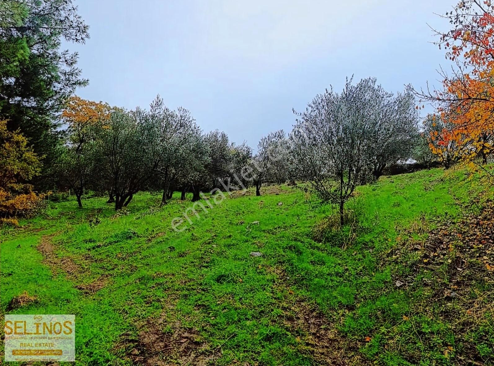 Bergama Çamtepe(mahmudiye)köyü'nün Dibinde Zeytinlik - Görsel 4