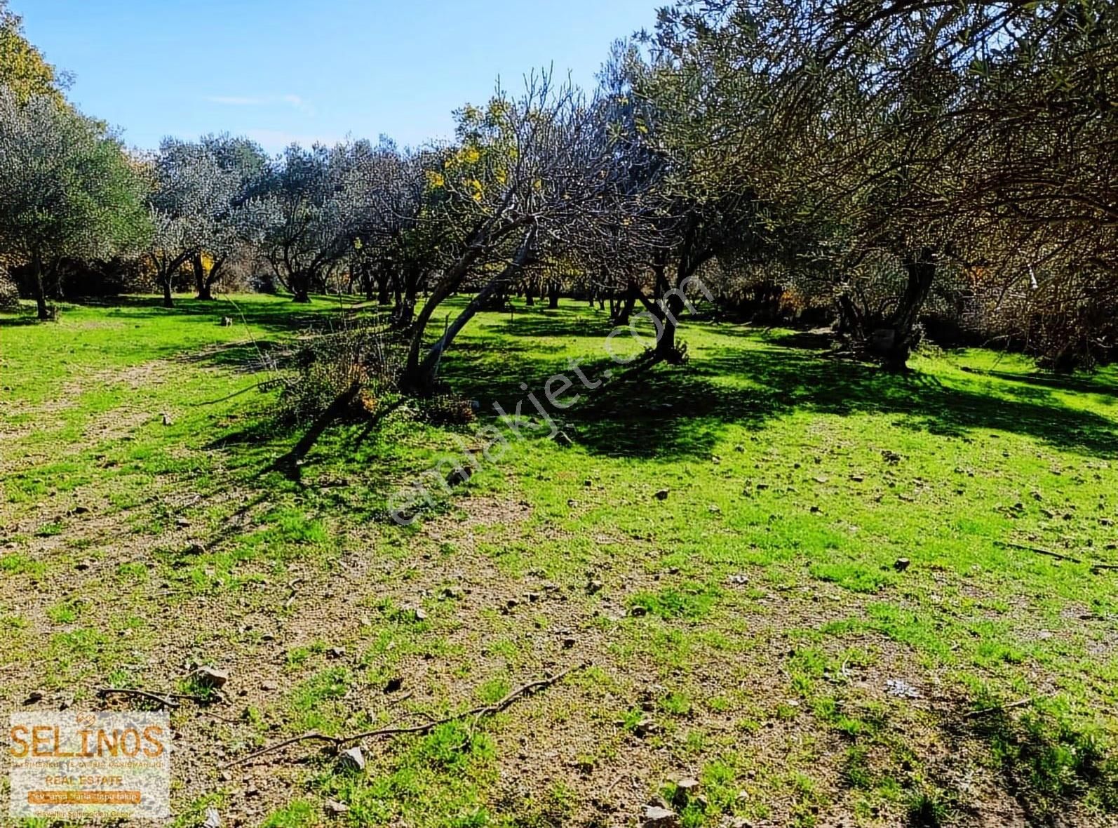 Bergama Çamtepe(mahmudiye)köyü'nün Dibinde Zeytinlik - Görsel 8