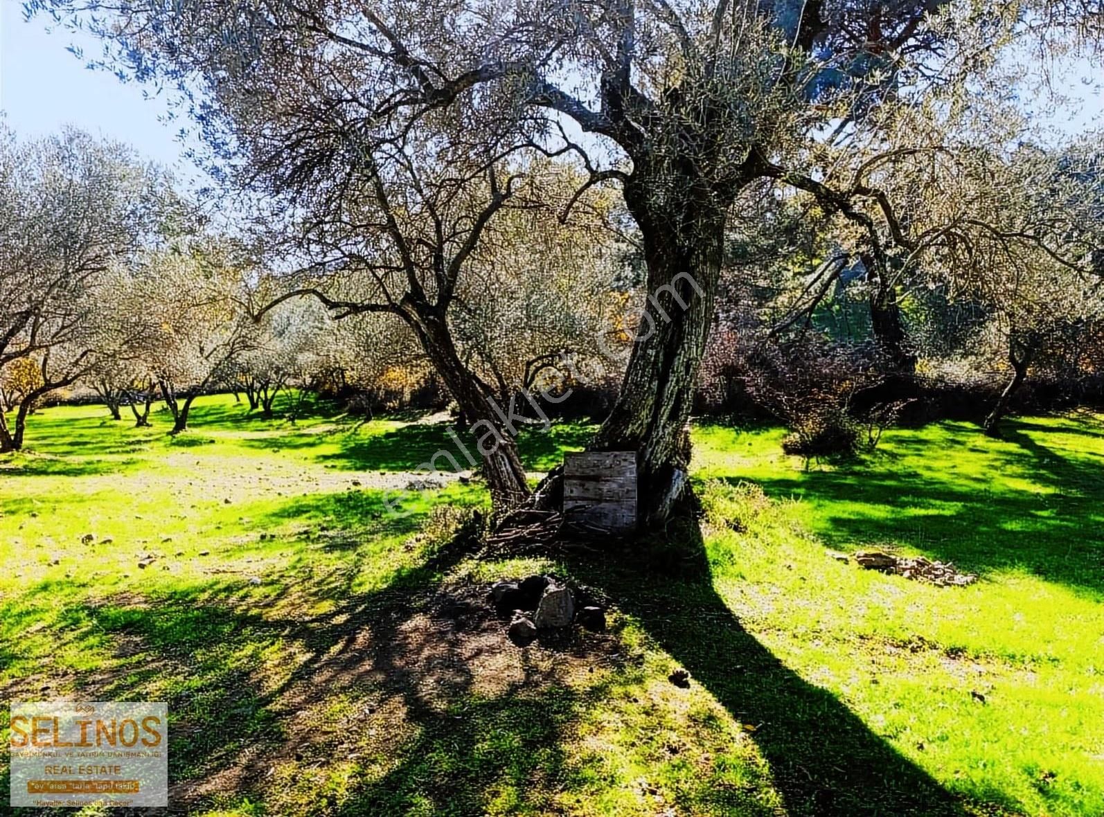 Bergama Çamtepe(mahmudiye)köyü'nün Dibinde Zeytinlik - Görsel 2