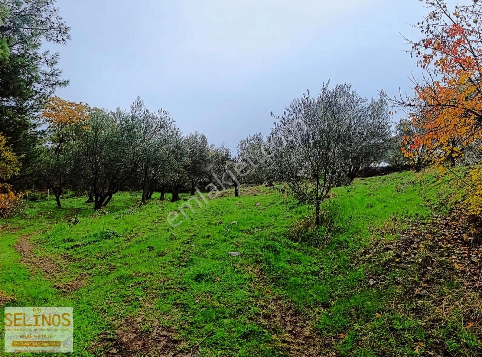 Bergama Çamtepe(mahmudiye)köyü'nün Dibinde Zeytinlik - Görsel 6