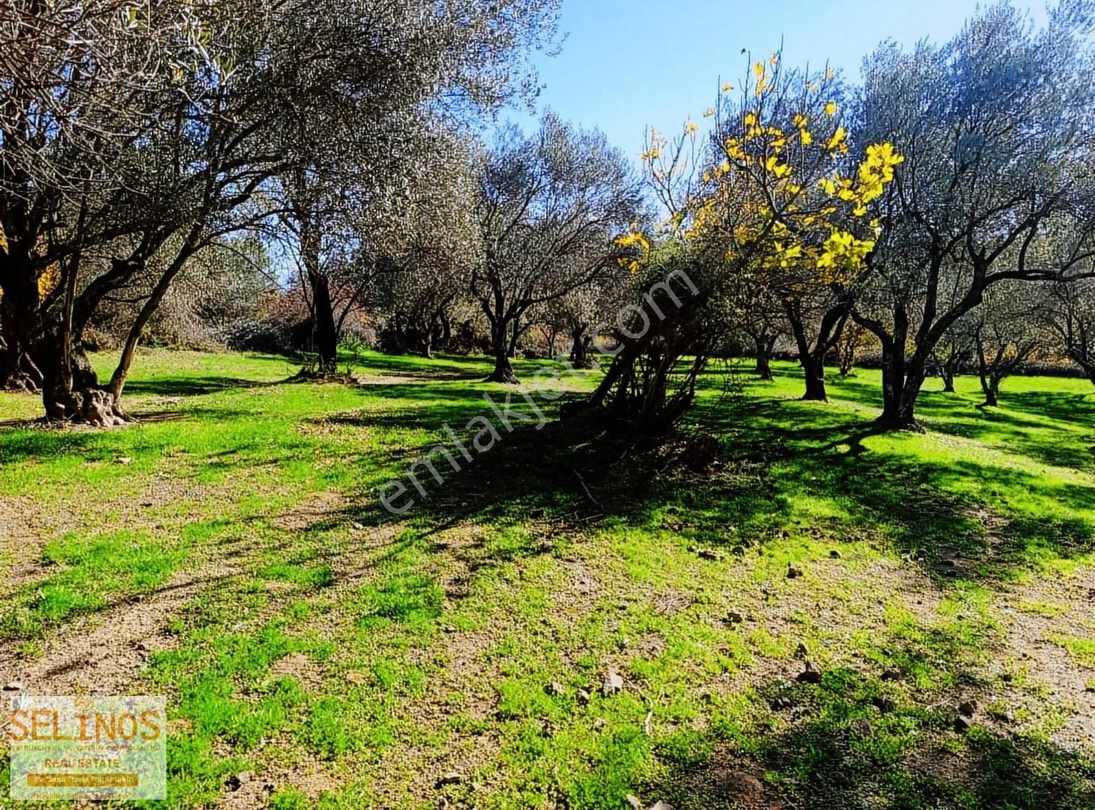 Bergama Çamtepe(mahmudiye)köyü'nün Dibinde Zeytinlik - Görsel 7
