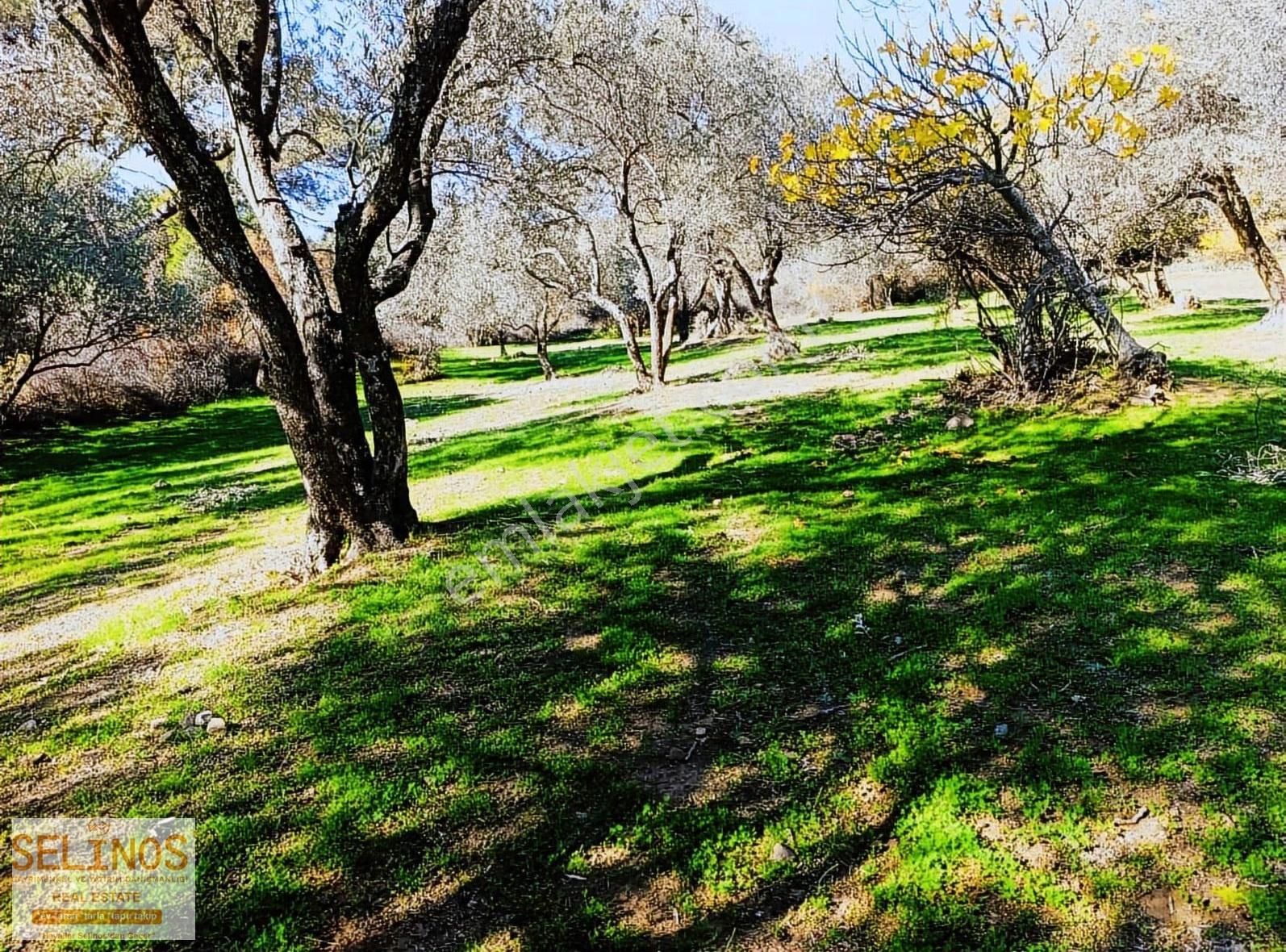 Bergama Çamtepe(mahmudiye)köyü'nün Dibinde Zeytinlik - Görsel 11
