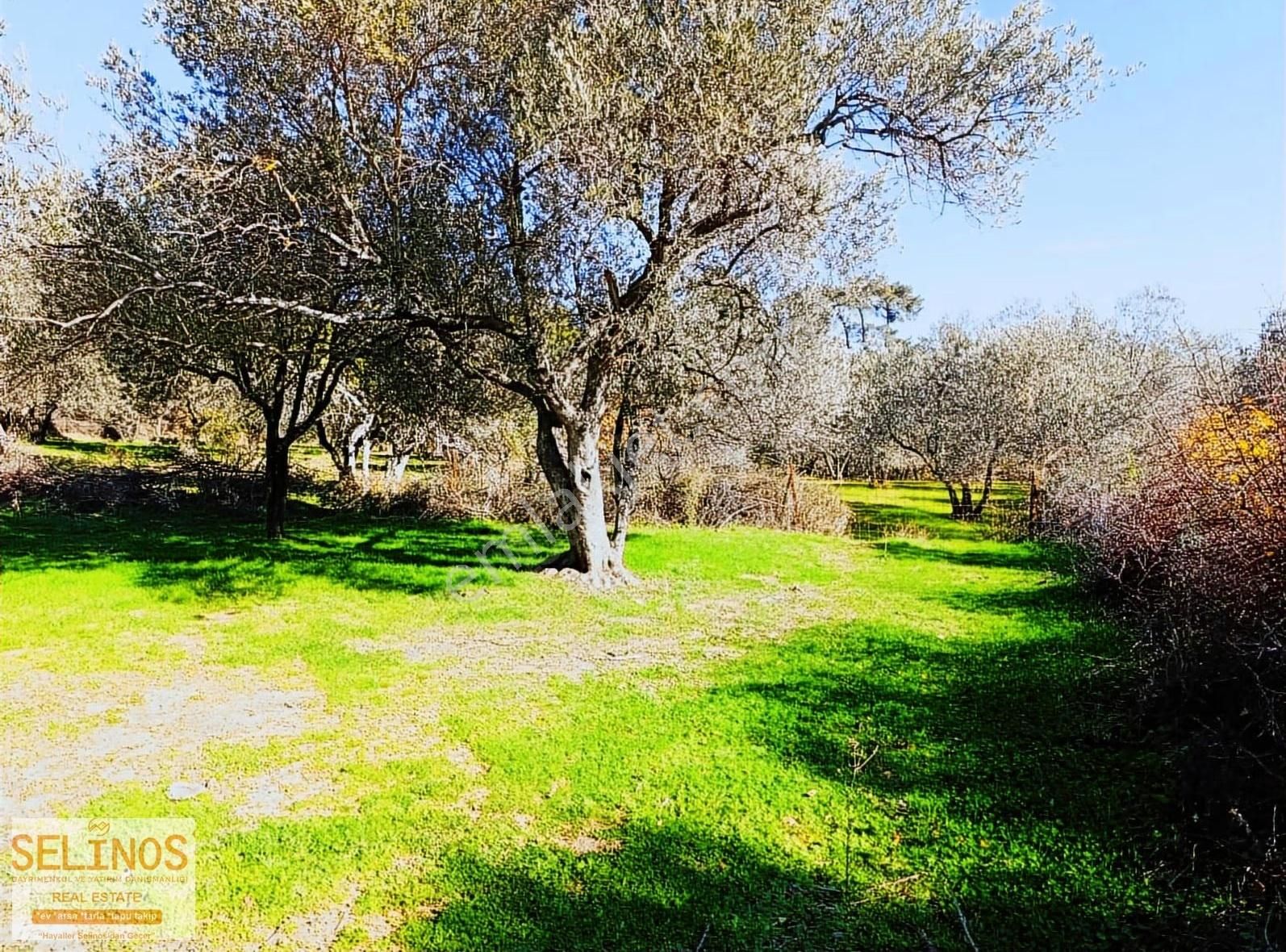 Bergama Çamtepe(mahmudiye)köyü'nün Dibinde Zeytinlik - Görsel 3